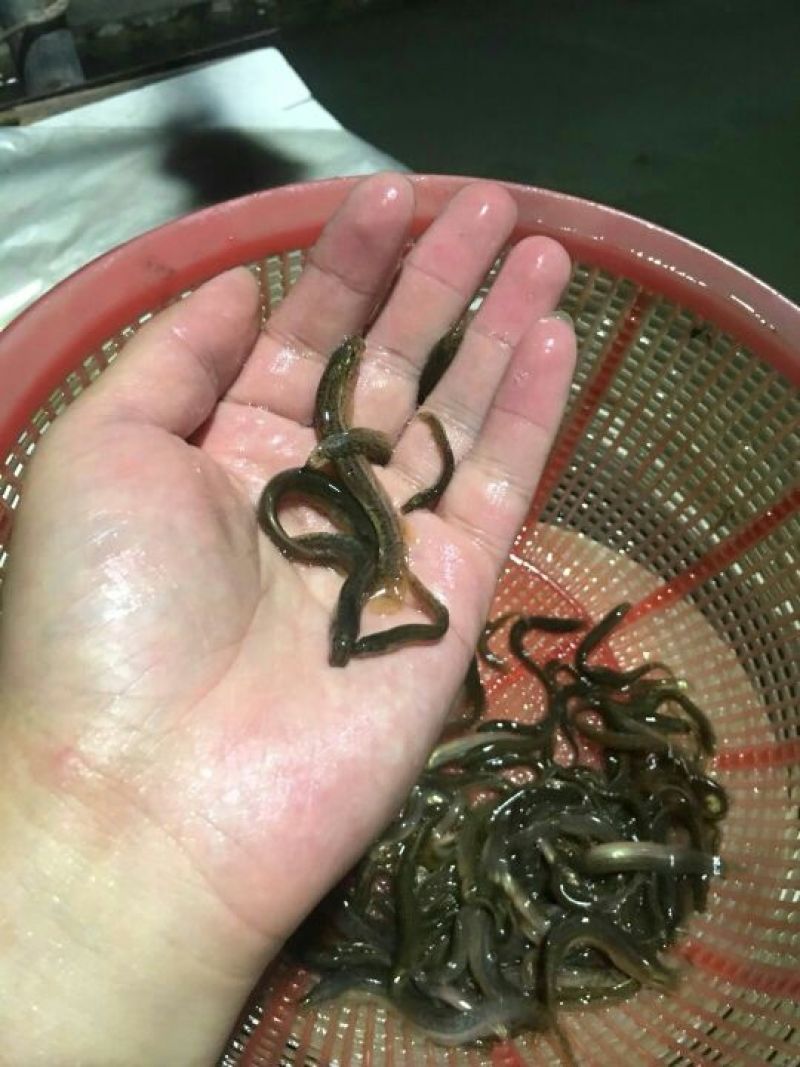 泥鳅苗台湾泥鳅苗高产量