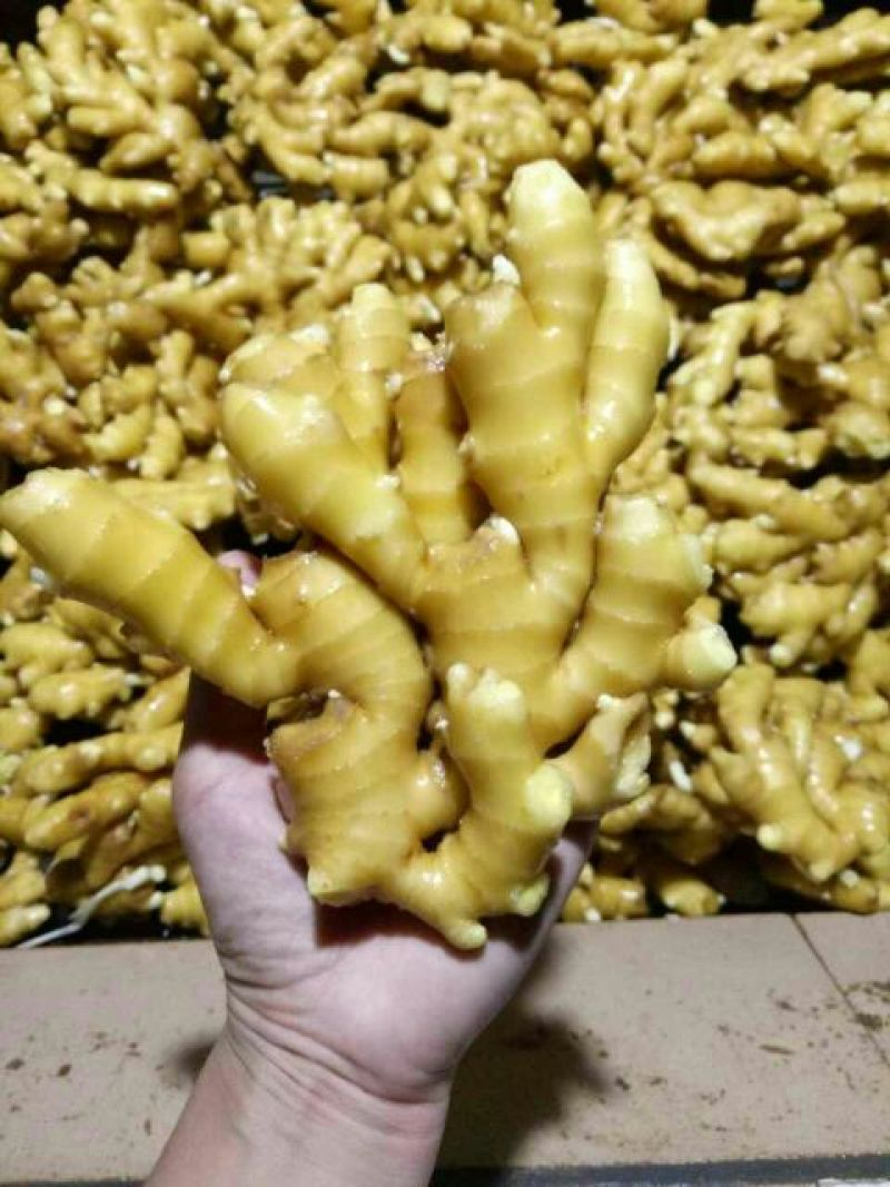 大黄姜《精选》生姜产地货源充足全国发货质量保证