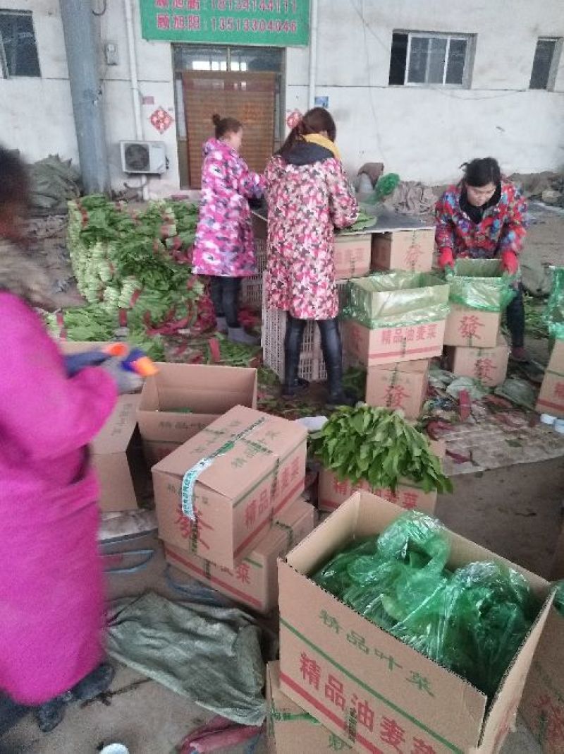 油麦菜30~35厘米以上有专业打包工人可提供打冷