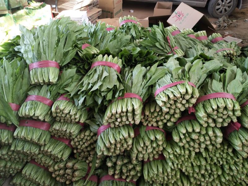 油麦菜30~35厘米以上有专业打包工人可提供打冷