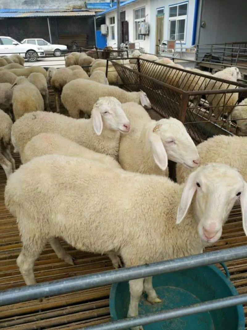 我们是纯种小尾寒羊繁育基地，种公羊，种母羊各种规格都有。