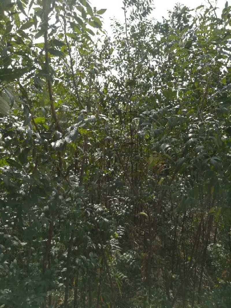 文冠果苗3年苗，杆子直，根系好成活率高