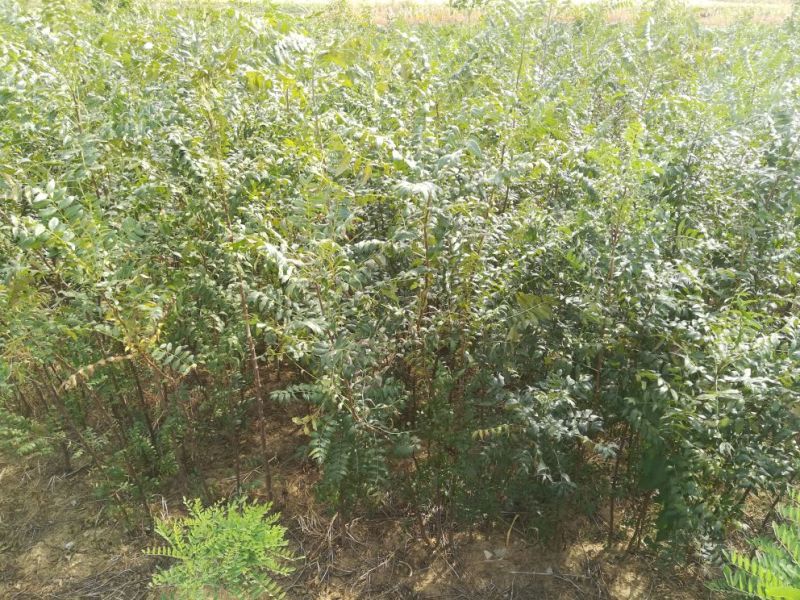 文冠果苗3年苗，杆子直，根系好成活率高