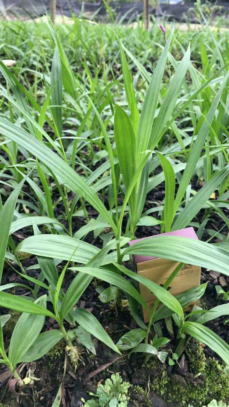 三叉白芨种苗10~20cm