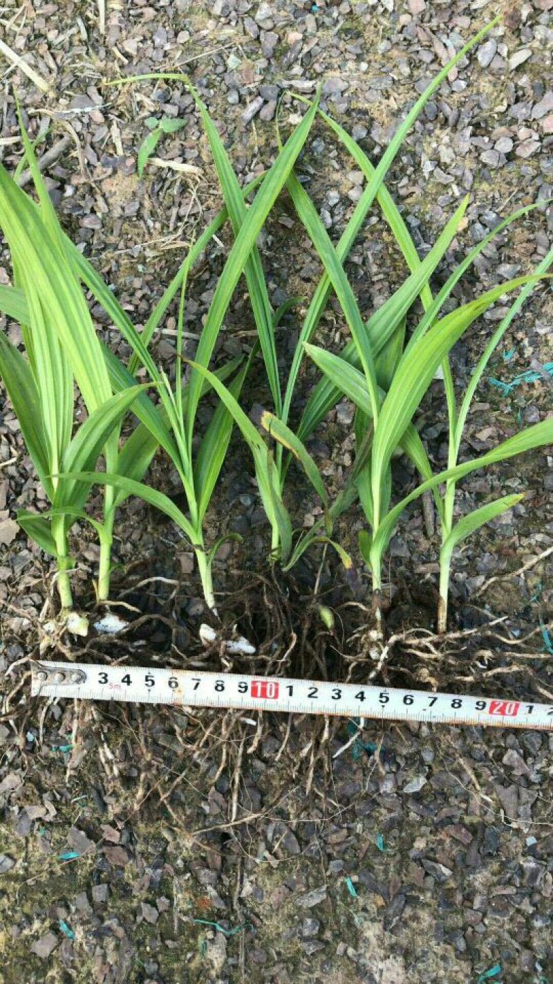 三叉白芨种苗10~20cm