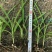 三叉白芨种苗10~20cm