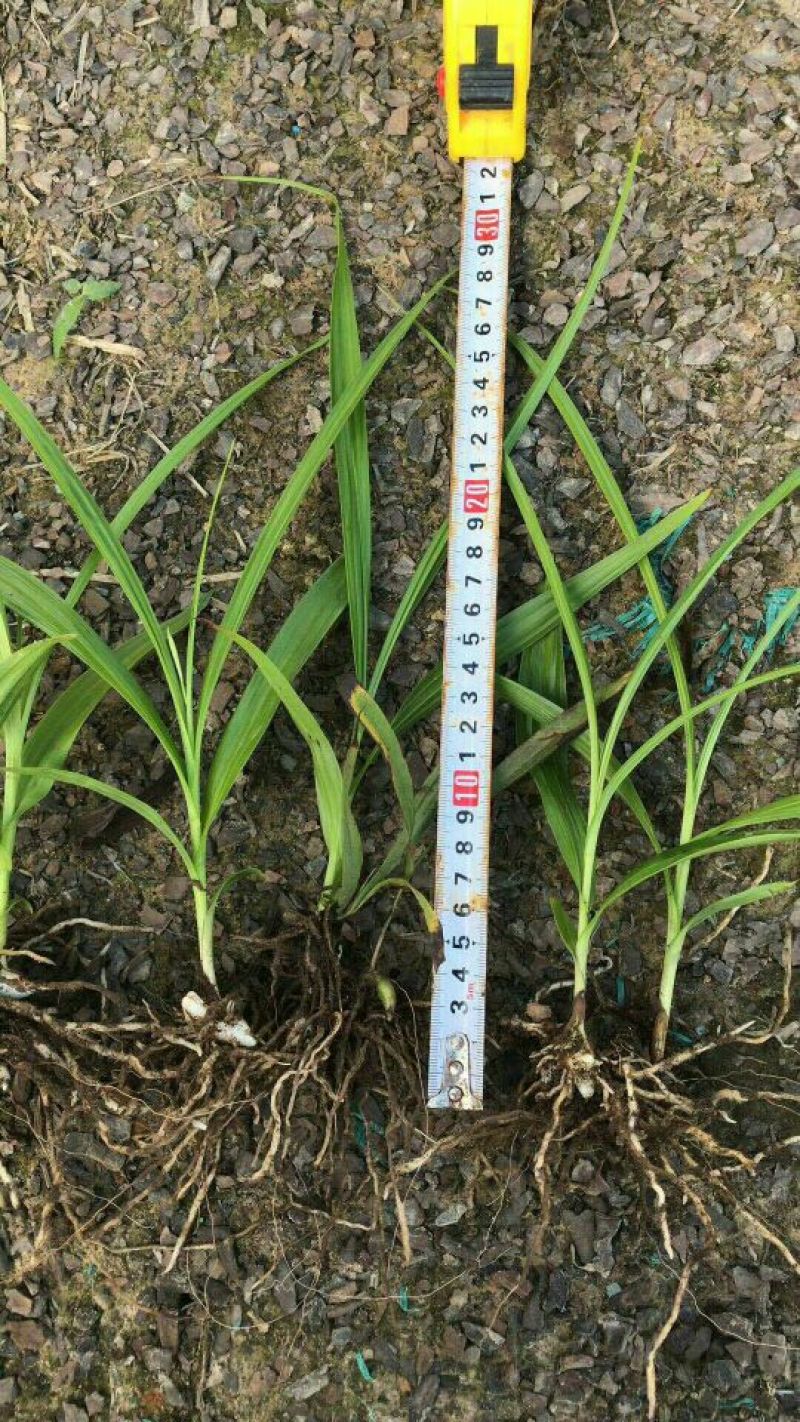 三叉白芨种苗10~20cm