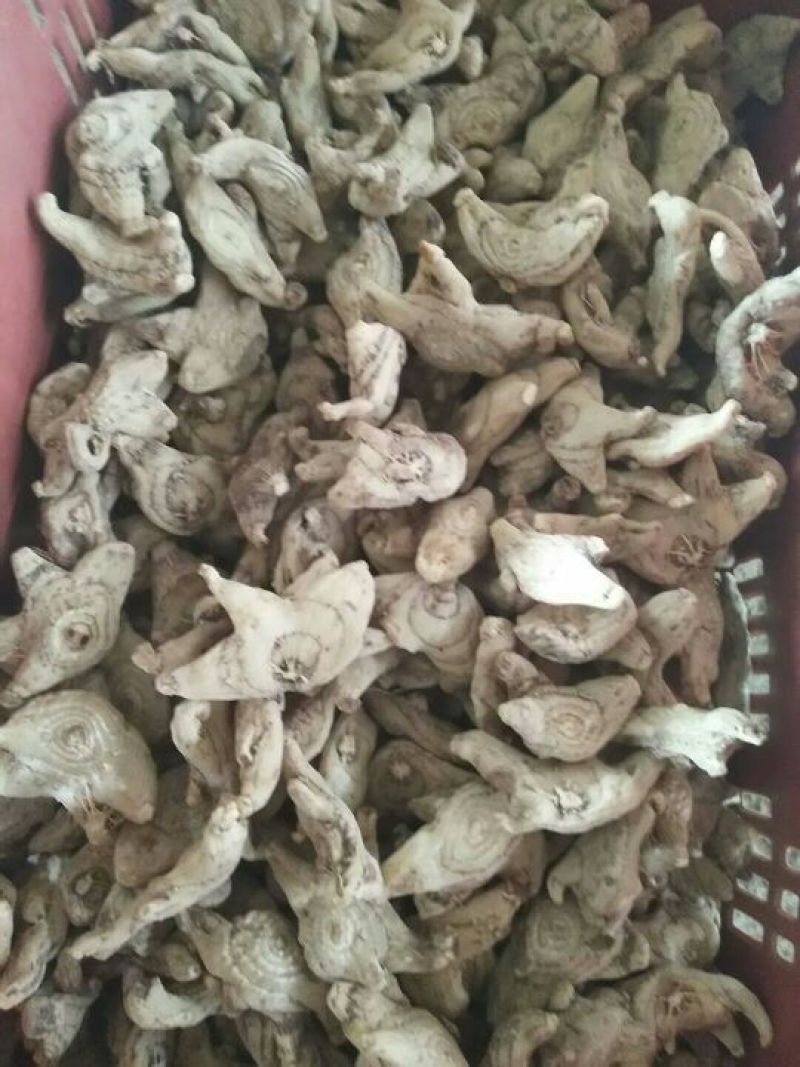 三叉白芨通货干货