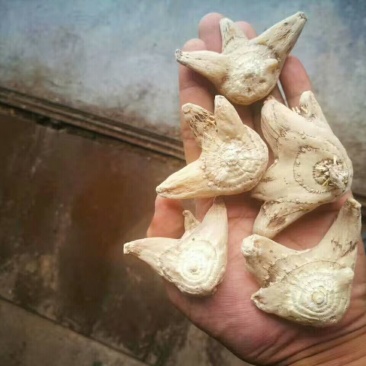 三叉白芨通货干货