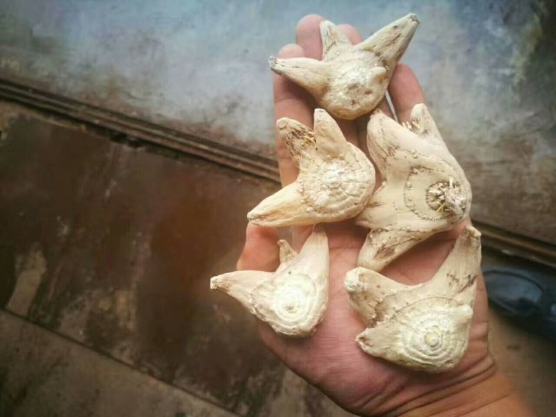 三叉白芨通货干货