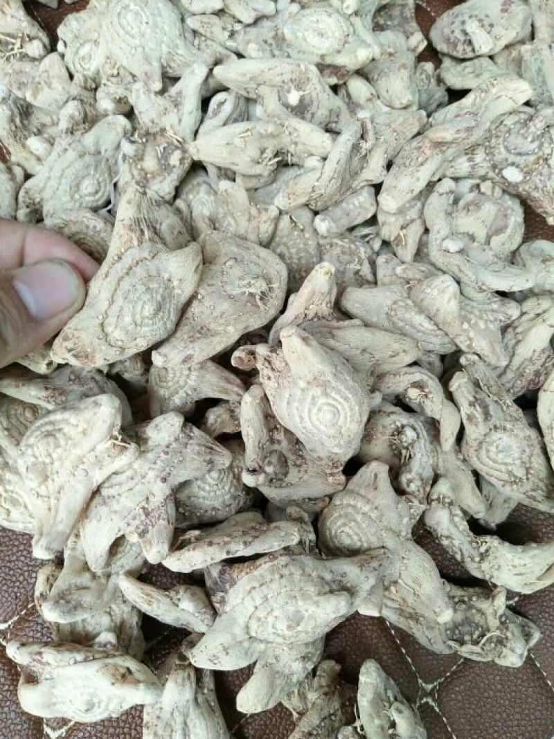 三叉白芨通货干货