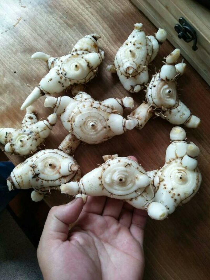 三叉白芨鲜货通货