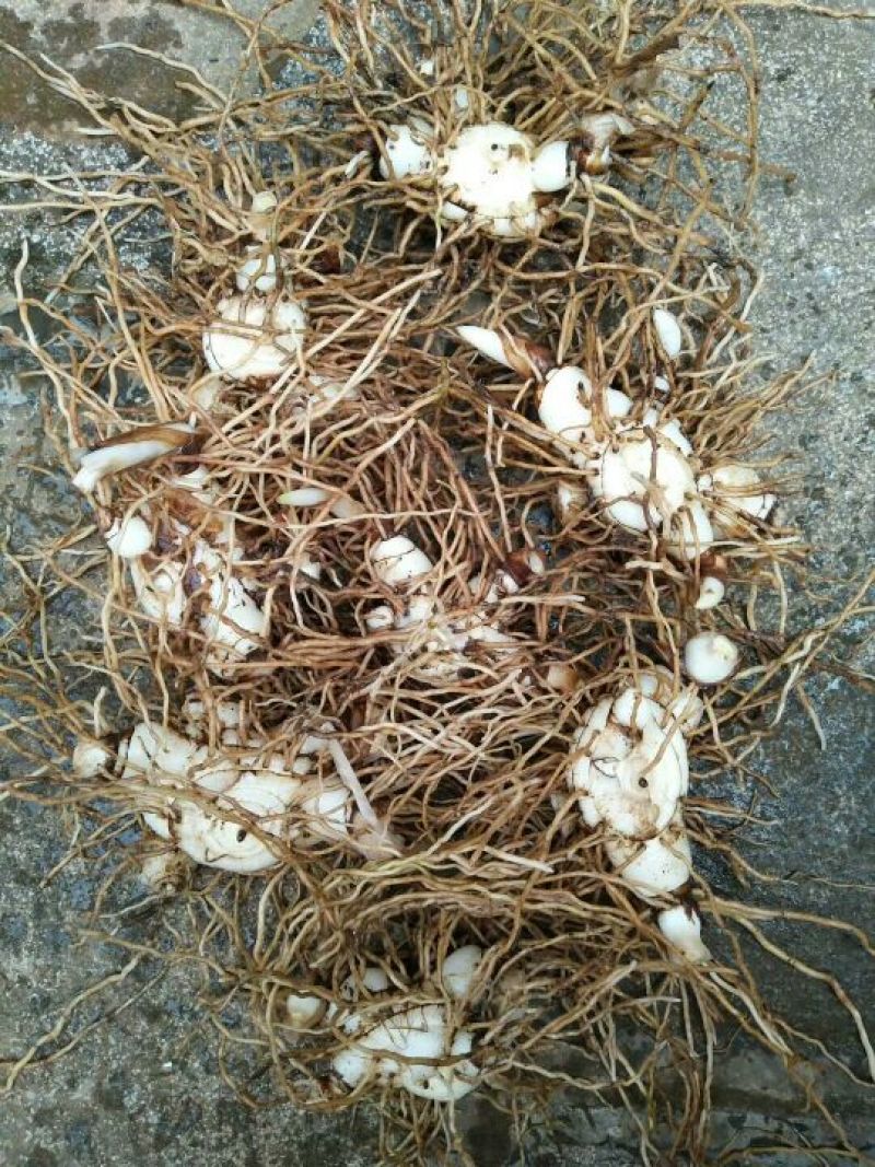 三叉白芨鲜货通货