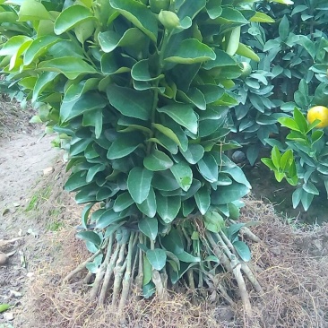 沙糖桔苗30~50cm