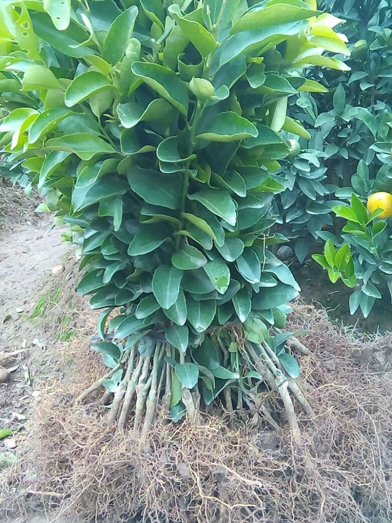沙糖桔苗30~50cm