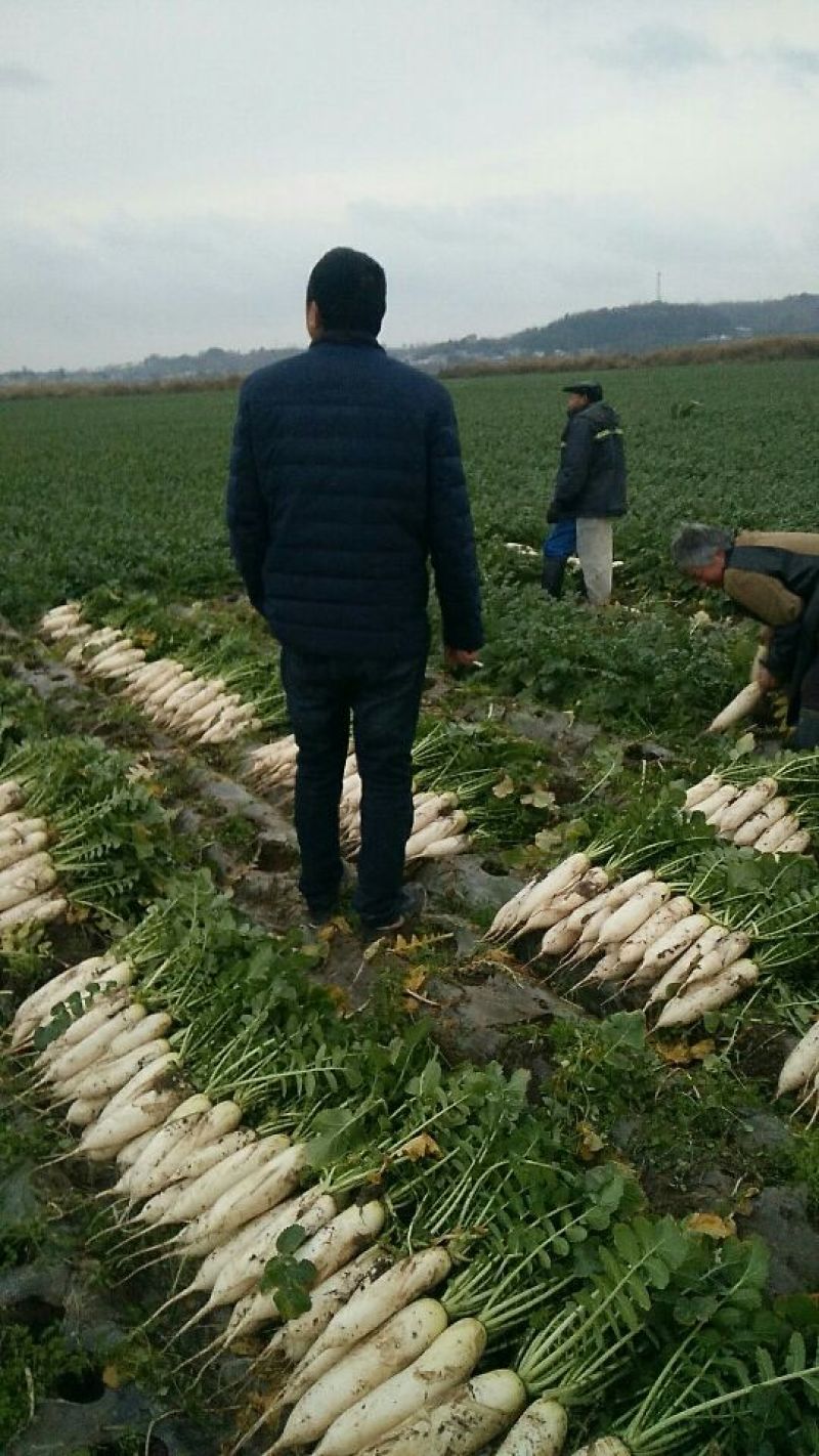 白萝卜1.5~2斤起