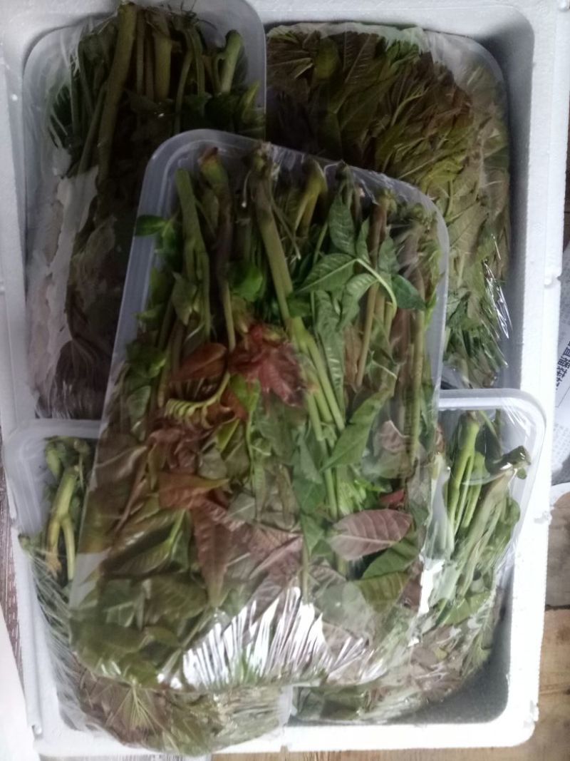 红油6号香椿11~20cm