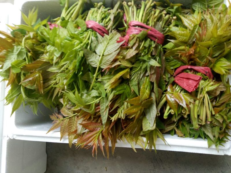 红油6号香椿11~20cm