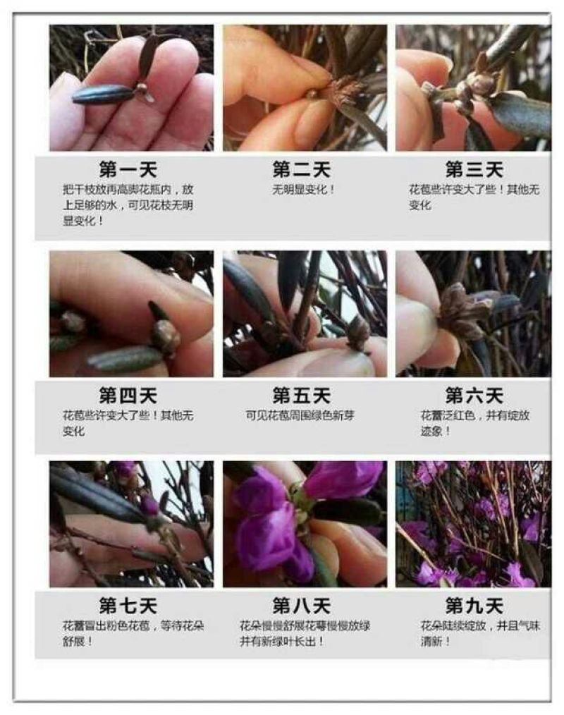 杜鹃2cm以下0.5~1米