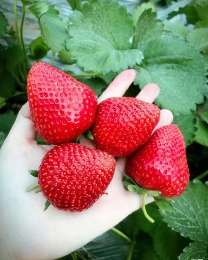 草莓苗20～30公分，苗子矮壮，品种齐全
