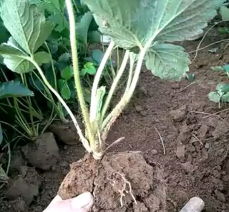 草莓苗20～30公分，苗子矮壮，品种齐全