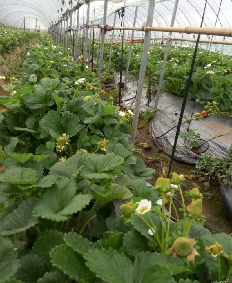 草莓苗20～30公分，苗子矮壮，品种齐全