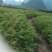 香椿苗温室红油香椿苗