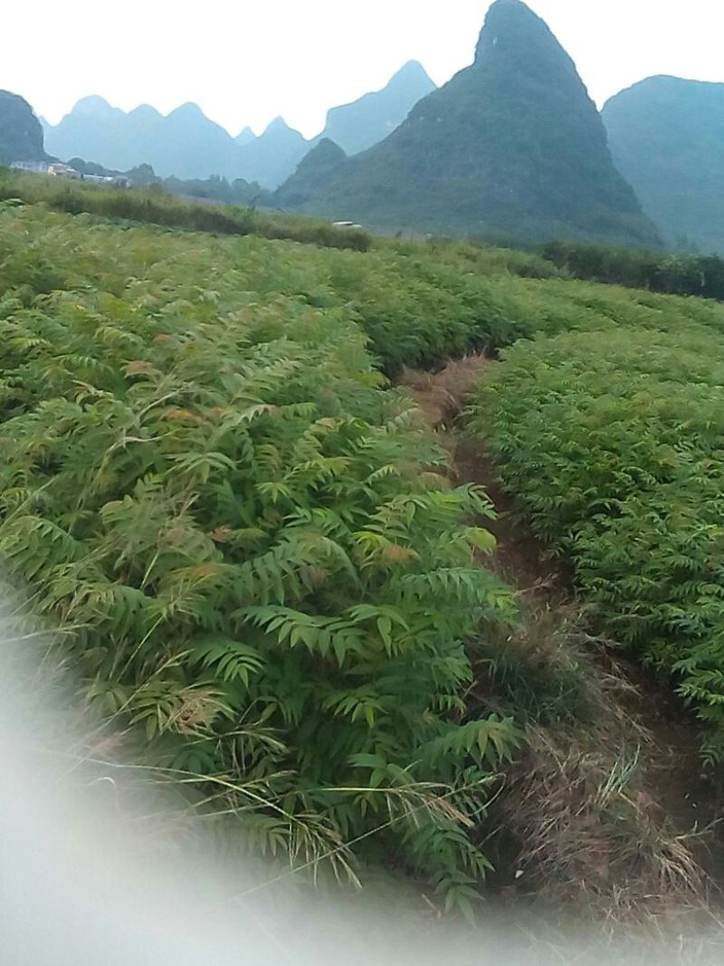 香椿苗温室红油香椿苗