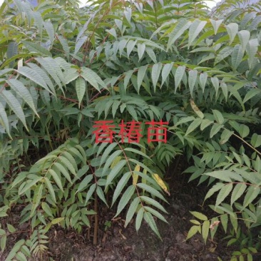 香椿苗温室红油香椿苗