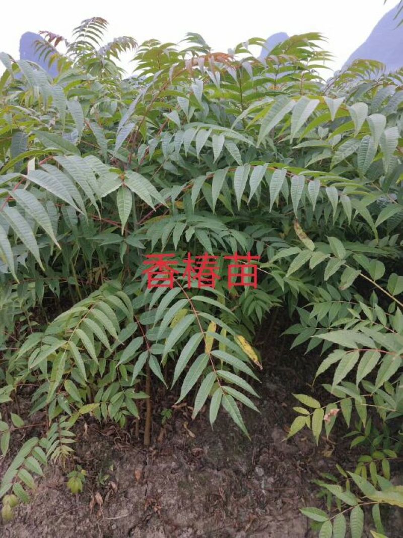 香椿苗温室红油香椿苗