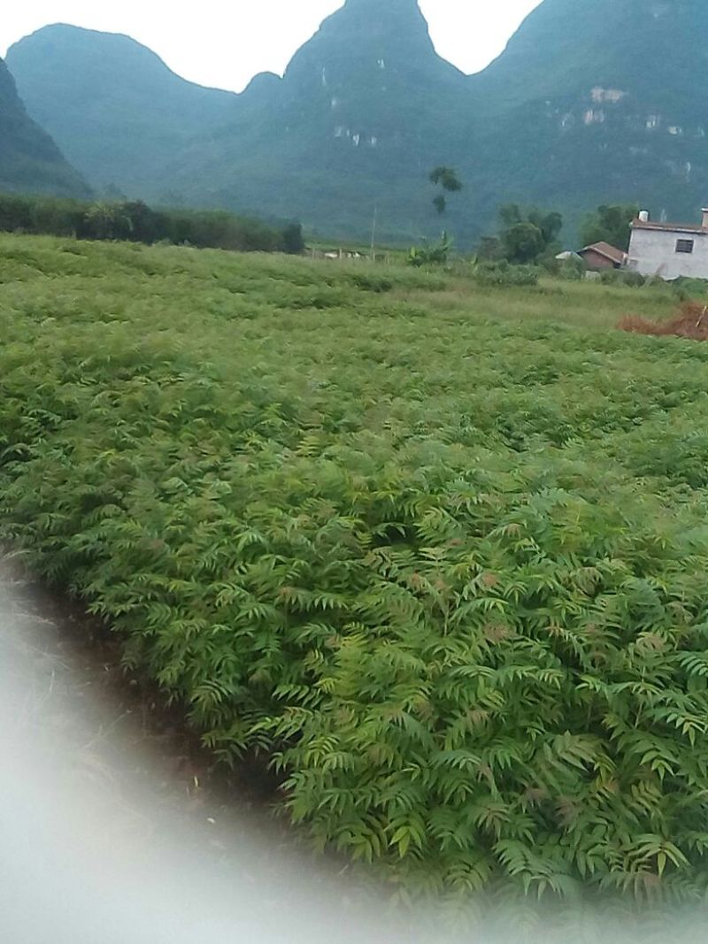 香椿苗温室红油香椿苗