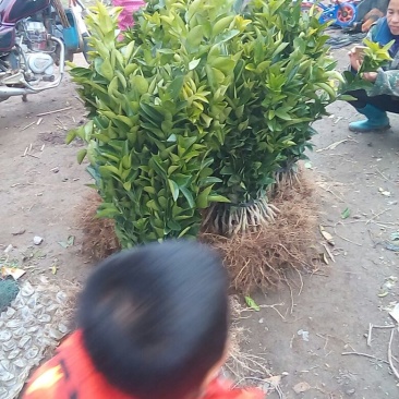 茂谷柑苗30~50cm