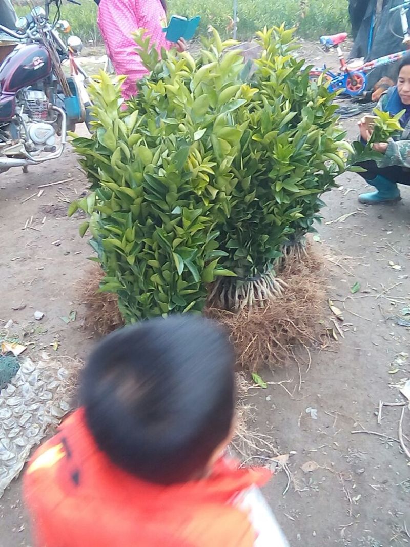 茂谷柑苗30~50cm