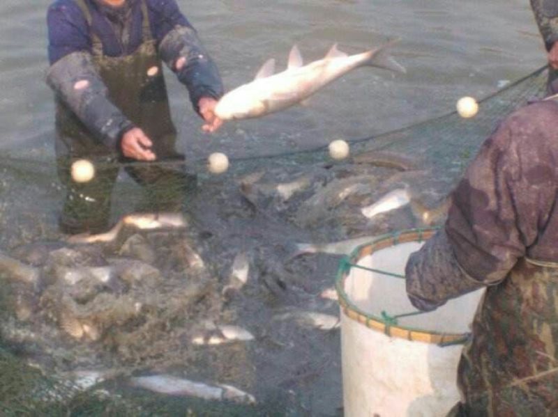 草鱼10~18公斤人工养殖食用活鱼