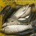 草鱼10~18公斤人工养殖食用活鱼