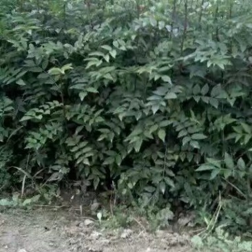 花椒苗1~2年