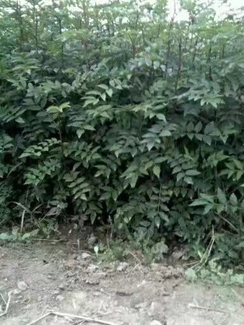 花椒苗1~2年