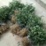 花椒苗1~2年