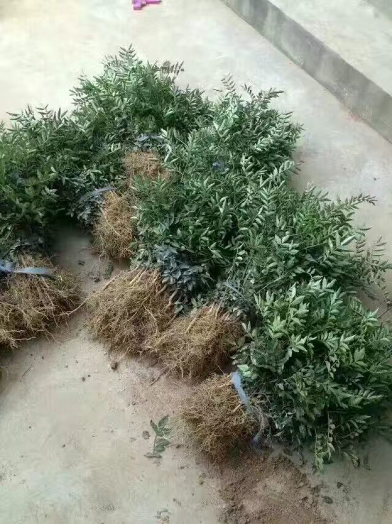 花椒苗1~2年