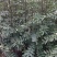 花椒苗1~2年