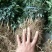 花椒苗1~2年