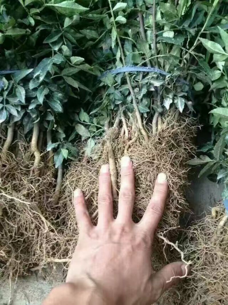 花椒苗1~2年