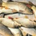 河鲤鱼食用2~3公斤