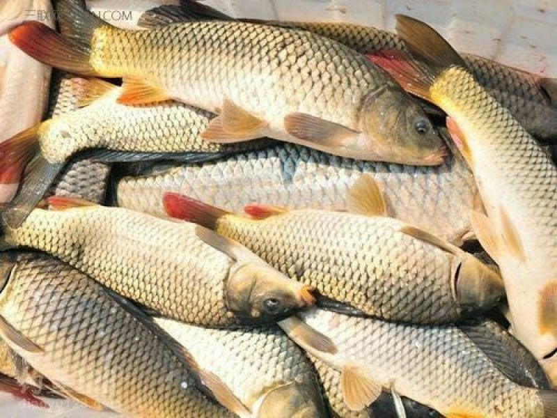 河鲤鱼食用2~3公斤