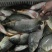 河鲤鱼食用2~3公斤