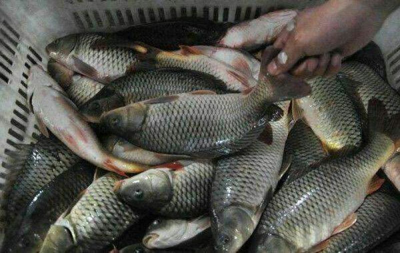 河鲤鱼食用2~3公斤