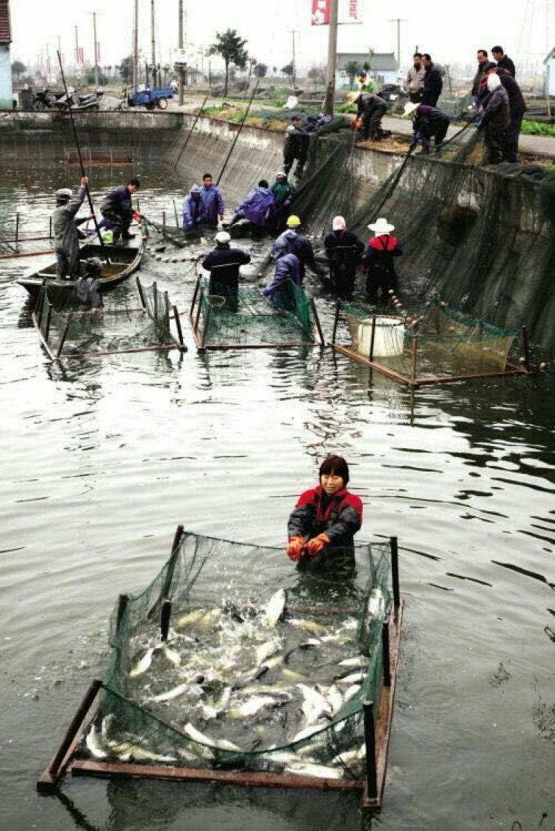 河鲤鱼食用2~3公斤