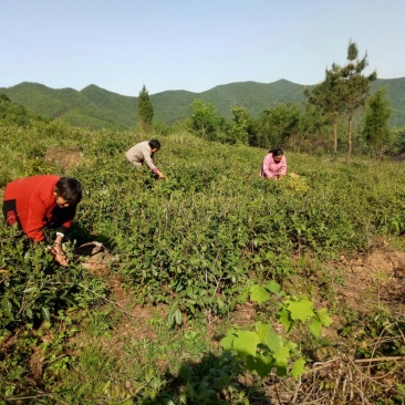 生态农业综合种养用地转让50年以上101~