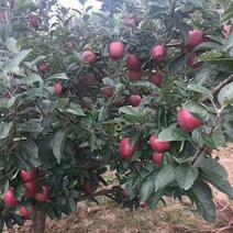 红富士苹果国光苹果青苹果树苗100cm以上
