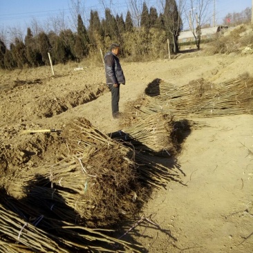 核桃苗100~150cm1~2年